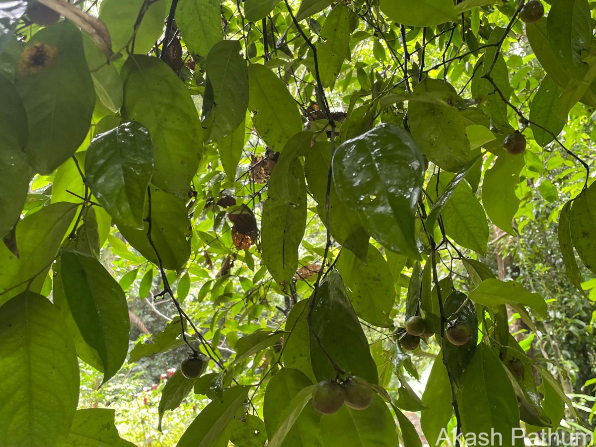 Diospyros toposia Buch.-Ham.